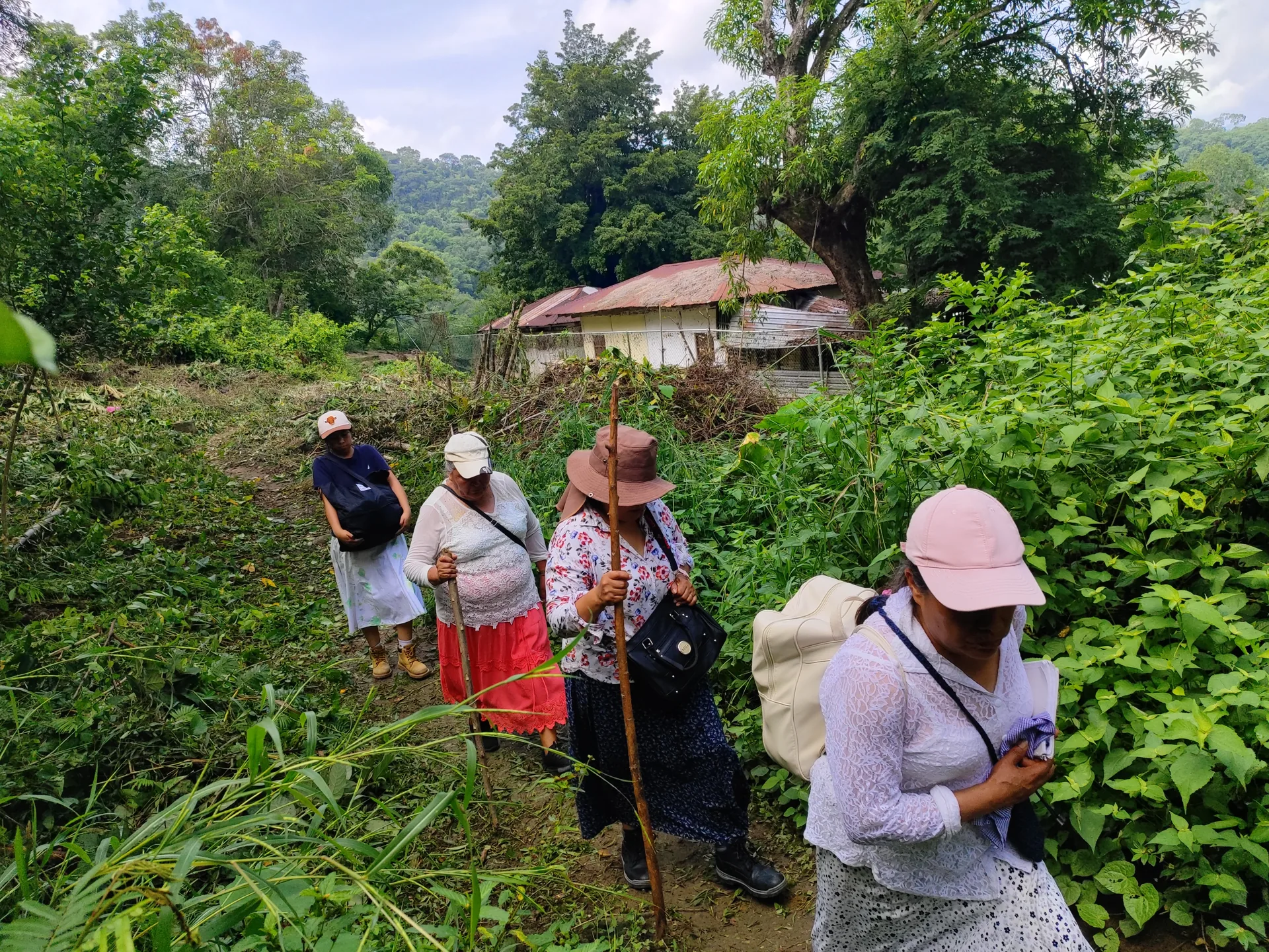 Personas recorriendo un camino entre la vegetación de la Huasteca